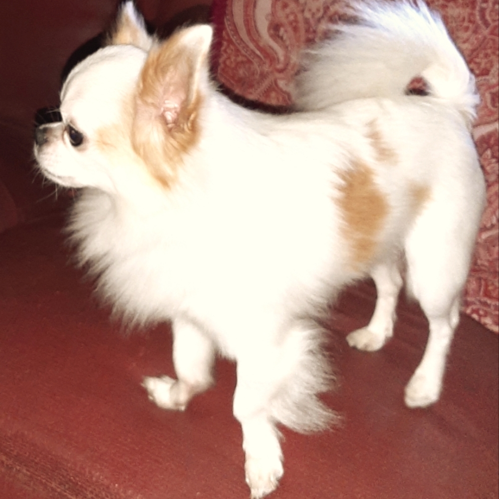 Meet your Posher, Gigi